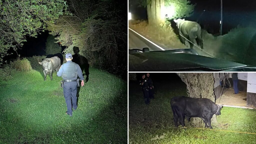 San Mateo County sheriff and CHP wrangle a unfastened bull on Highway 35