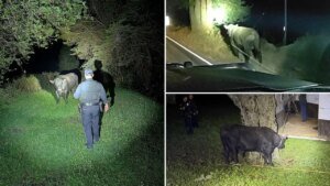 San Mateo County sheriff and CHP wrangle a unfastened bull on Highway 35