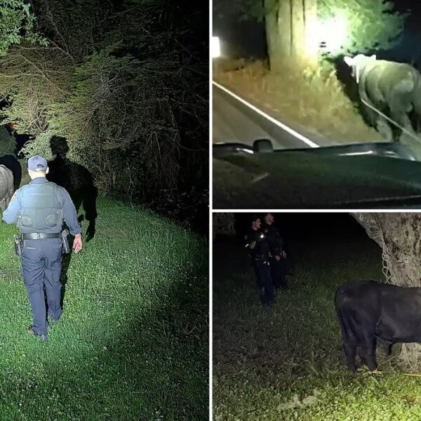 San Mateo County sheriff and CHP wrangle a unfastened bull on Highway…