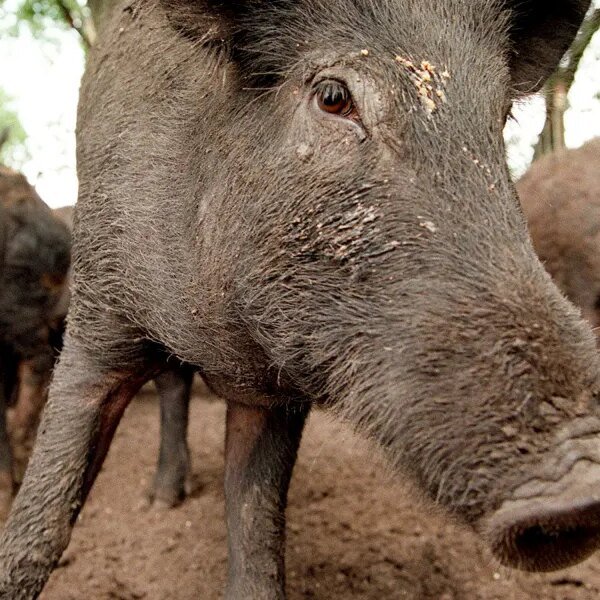 Feral hogs are operating wild in 35 states and the Senate is…