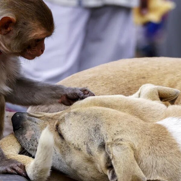 427 instances going again 50 years present monkeys maintain pets, too — shedding&hellip;