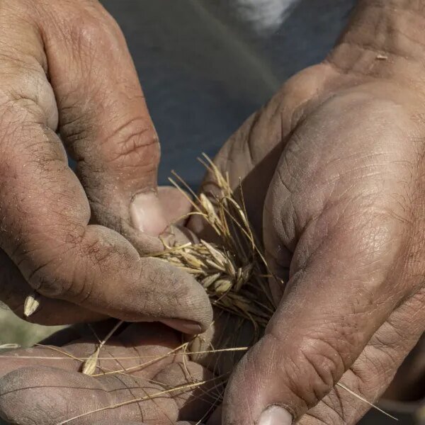 Four corporations management over half the world’s seed provide. Italian farmers are&hellip;