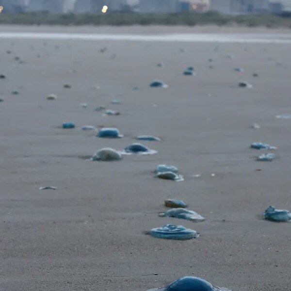 Jellyfish swarms knock out 3.2 gigawatts of French nuclear energy