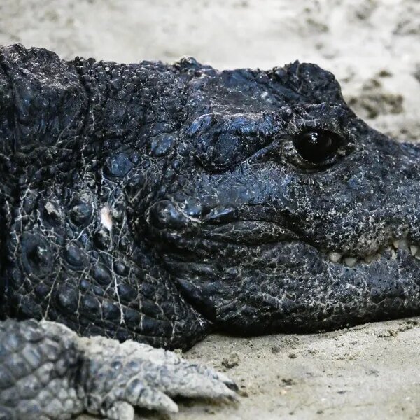 A fossil misplaced for 20 years simply rewrote the map of dinosaur…