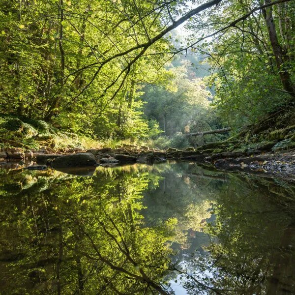 Earth’s forests took 100,000 years to recuperate from the final local weather…