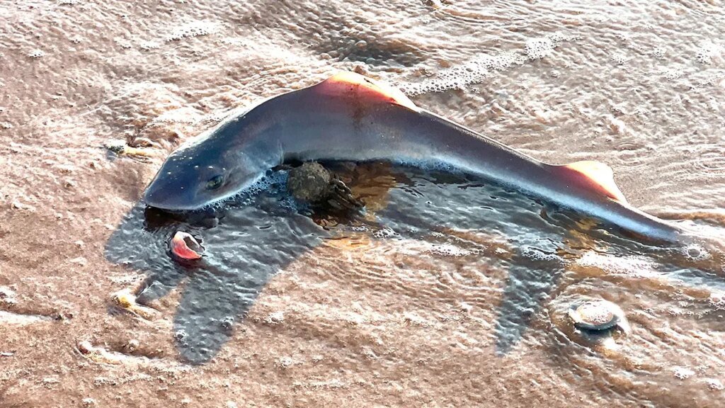 29 lifeless dogfish sharks are found on Sea Isle City on Jersey Shore