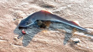 29 lifeless dogfish sharks are found on Sea Isle City on Jersey Shore