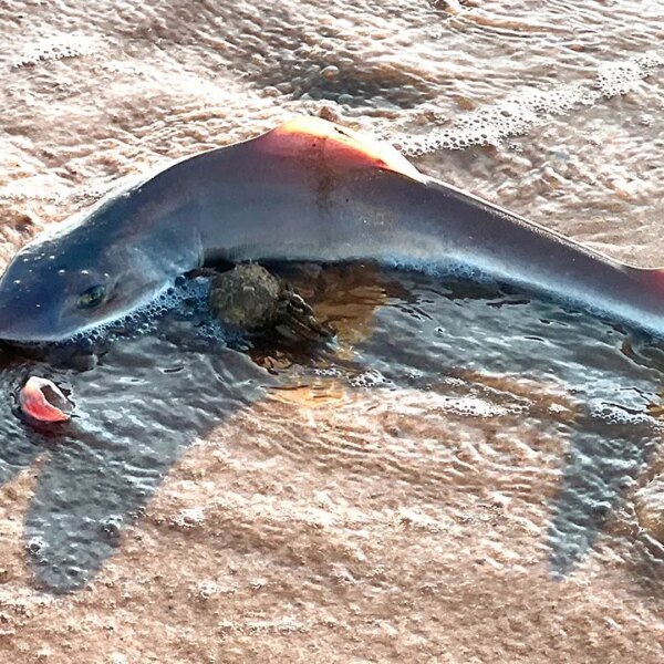 29 lifeless dogfish sharks are found on Sea Isle City on Jersey&hellip;