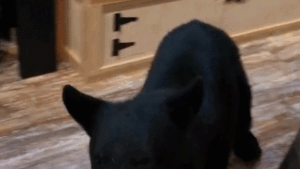 Bear wanders into Gatlinburg tea store throughout couple’s anniversary journey
