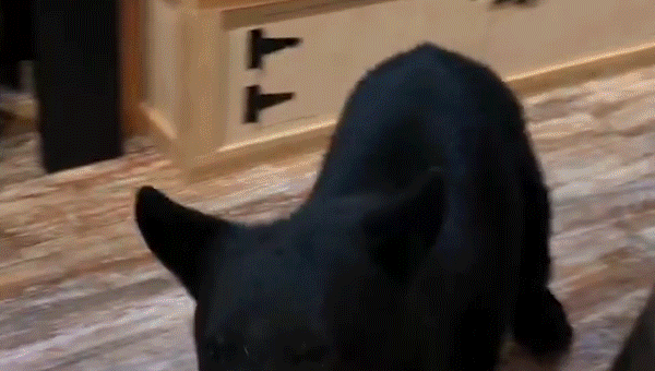 Bear wanders into Gatlinburg tea store throughout couple’s anniversary journey