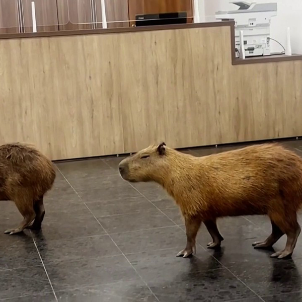 Lawmakers get shock guests as capybaras stroll into authorities constructing