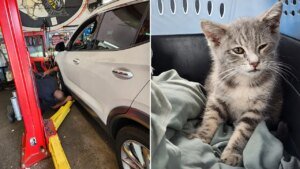 Tiny kitten rode lots of of miles trapped in automotive from New Jersey to Georgia