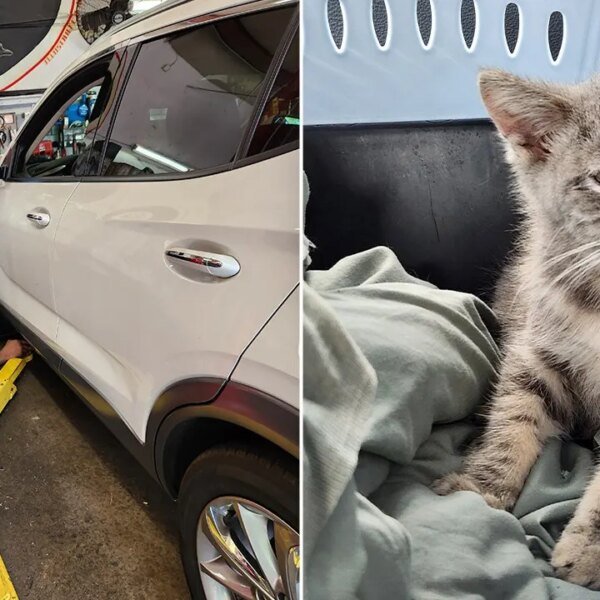 Tiny kitten rode lots of of miles trapped in automotive from New…
