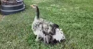HERO: Family’s Pet Goose Sounded Alarm With Loud Honks to Let Them Know Their Barn Had Caught Fire (VIDEO) * The Gateway Pundit * by Mike LaChance