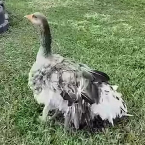 HERO: Family’s Pet Goose Sounded Alarm With Loud Honks to Let Them…