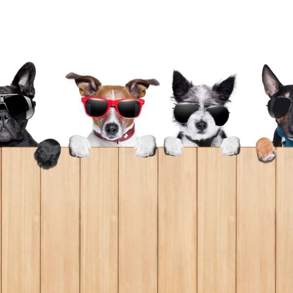 August Buys: 4 IDEAL S&P500 “Safer” Dividend Dogs