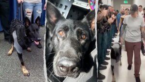 Okay-9 Ace the German shepherd returns to Polk County Sheriff’s Office