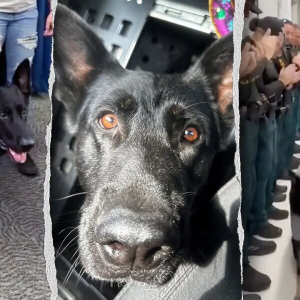 Okay-9 Ace the German shepherd returns to Polk County Sheriff’s Office