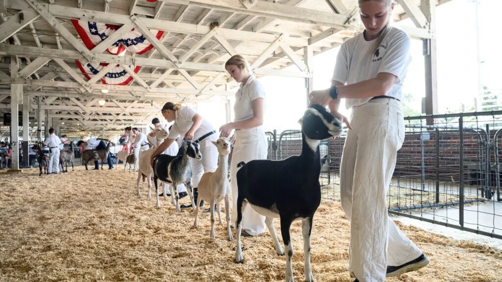 North Carolina points rabies warning after petting zoo goats check constructive