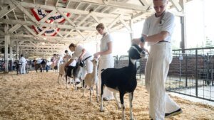 North Carolina points rabies warning after petting zoo goats check constructive