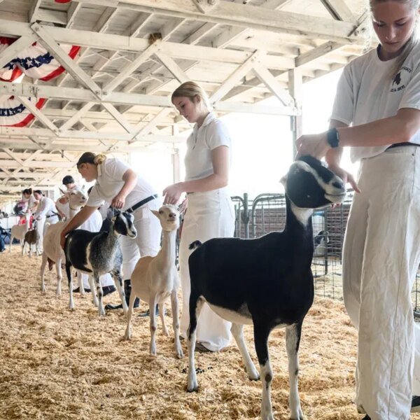 North Carolina points rabies warning after petting zoo goats check constructive