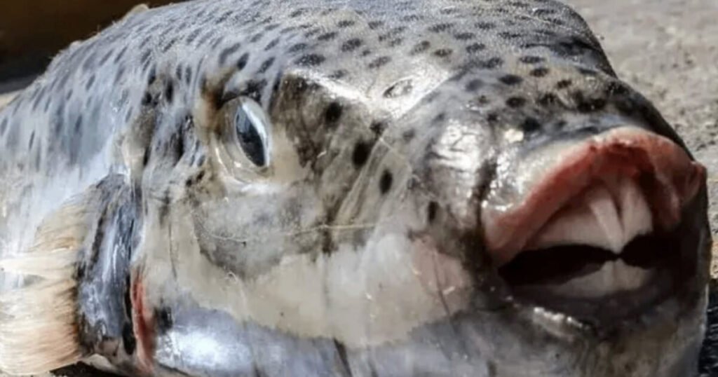 PUFFER MENACE: Terrifying Invasive Species Silver-Cheeked Toadfish Is Spreading Throughout the Mediterranean With Its Toxic Flesh and Crushing Bite