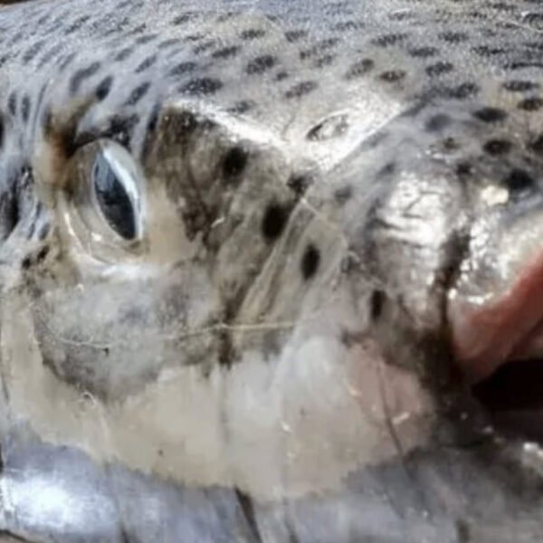 PUFFER MENACE: Terrifying Invasive Species Silver-Cheeked Toadfish Is Spreading Throughout the Mediterranean…