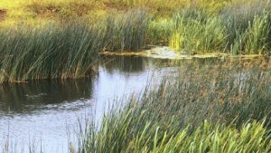Creature dubbed ‘Syracuse Figure’ noticed in New York: Is it Bigfoot or an aged skinny-dipper?