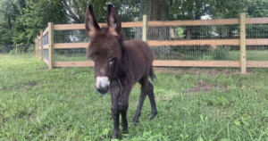 Georgia Cop Placed on Leave After Family’s Baby Donkey ‘Heehaw’ is Shot and Killed During Search, Owner Says Officers Entered Pasture Without Permission