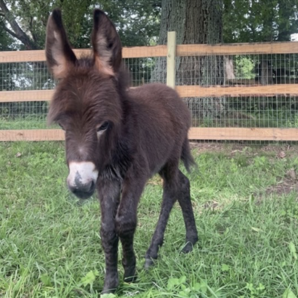 Georgia Cop Placed on Leave After Family’s Baby Donkey ‘Heehaw’ is Shot…