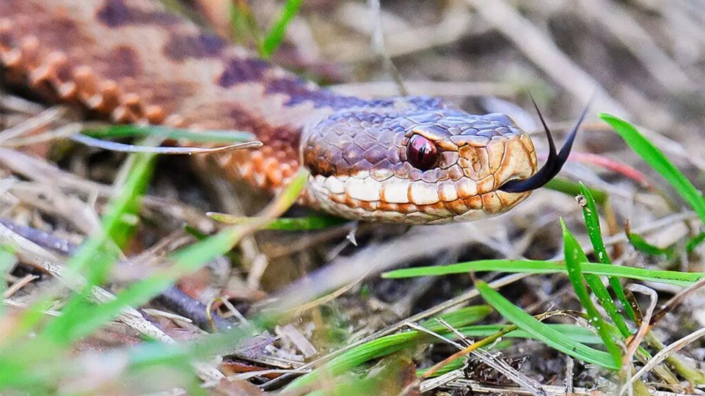 High faculty soccer participant practices with venomous snake hiding inside helmet earlier than coach’s discovery