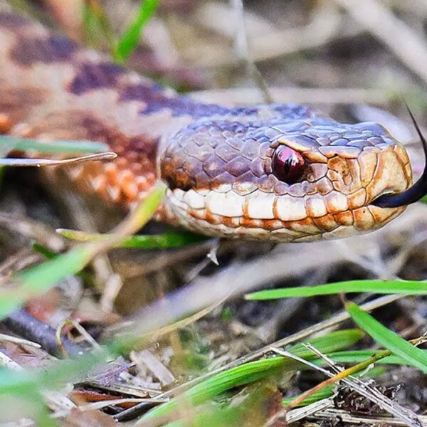 High faculty soccer participant practices with venomous snake hiding inside helmet earlier…