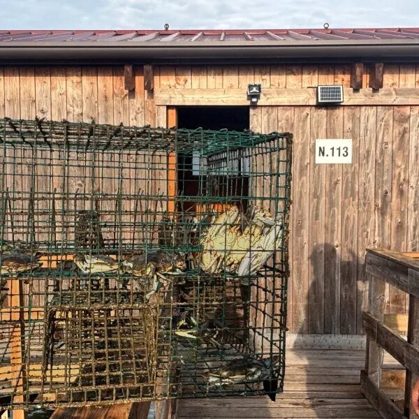 Italy turns invasive blue crab into multimillion-dollar enterprise