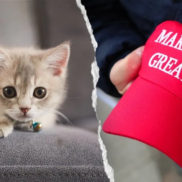 NYC kitten rescue bans MAGA adopters, and PETA requires coverage to finish
