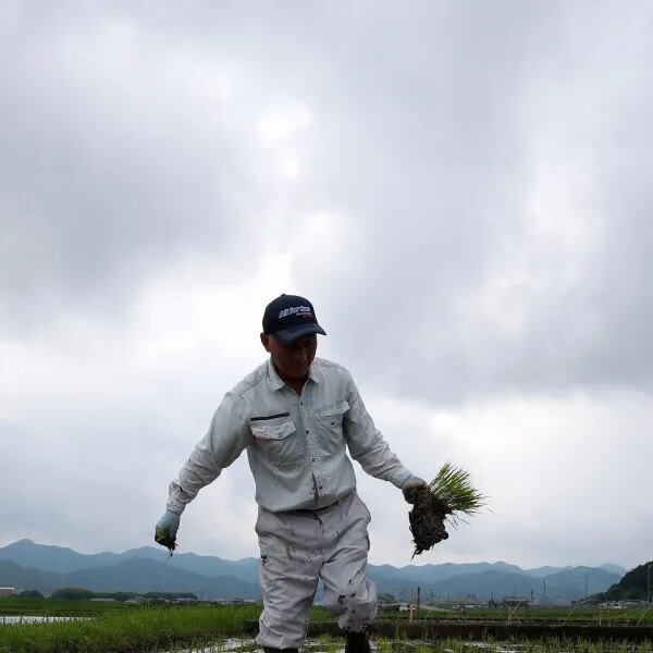 Japan went from a rice scarcity to a rice surplus in two…