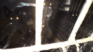 California rescue operator charged with 35 counts of animal cruelty