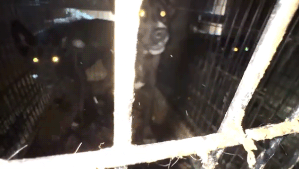 California rescue operator charged with 35 counts of animal cruelty