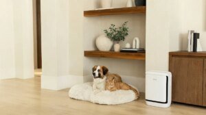 Levoit’s new air air purifier is for the pet odors which have taken over your condominium