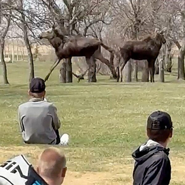 Big Sky, Montana wildlife encounter caught on video as moose prices towards…