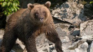 Alaska moose hunter miraculously survives ambush brown bear assault, says he ‘blacked out’