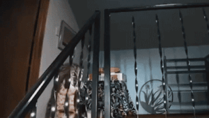 Kirkland house owner calls 911 after bobcat sneaks inside the home
