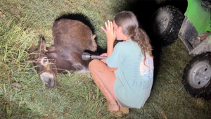 Cops fatally shoot beloved child donkey throughout seek for lacking baby