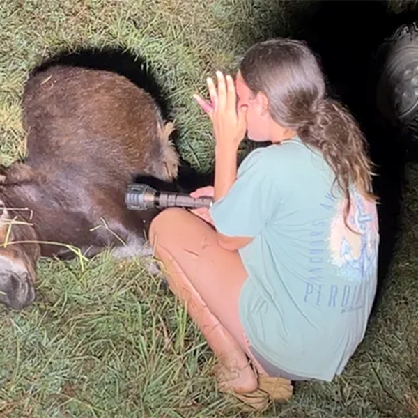 Cops fatally shoot beloved child donkey throughout seek for lacking baby