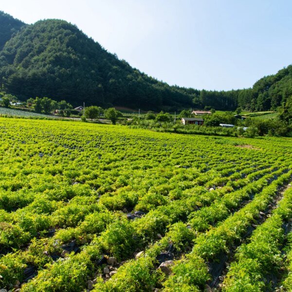 Federal Agricultural Mortgage: Locking In 7.28% With Preferred Shares (NYSE:AGM)