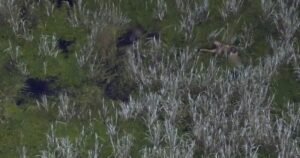 WATCH: Police Bodycamera and Drone Footage Shows Arrest of Florida Man Who Drops Kids in Gator Infested Swamp During DUI Arrest