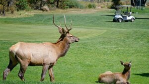 Bull elk in Colorado nicknamed ‘Smash’ is chasing off vans and golf carts