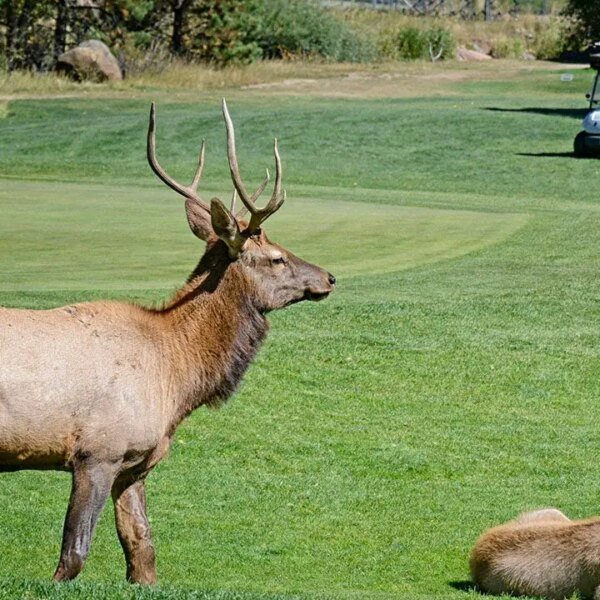 Bull elk in Colorado nicknamed ‘Smash’ is chasing off vans and golf&hellip;