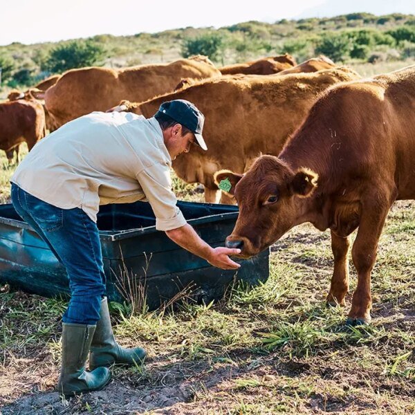 Cattle farmer says US beef imports rising as home herds shrink