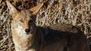 Arizona mother used her flip-flop to combat off a coyote attacking her 4-year-old daughter