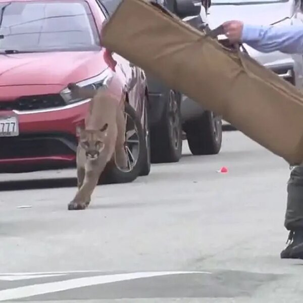 Mountain lion caught on video working by way of the streets of…